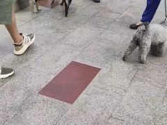 -多乐狗狗宠物训练工作室