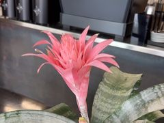 -麻雀咖啡SPARROW COFFEE(十全街店)