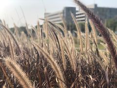 -光明小镇欢乐田园