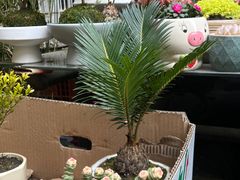 -苏州艺都古玩花鸟市场