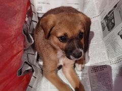 -天宠宠物医院24小时·急重症诊疗中心·全科·腔镜特色(和平分院)