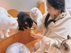 -有猫主题·治愈系猫咖(曾厝垵店)