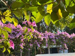 -东南花都花博园