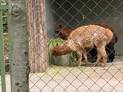 -合肥野生动物园