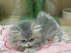 -momokira米努特·德文卷毛猫·棉花面纱犬
