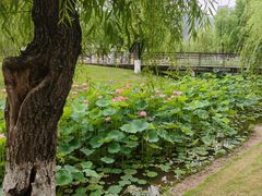 -沐仙湖湿地公园