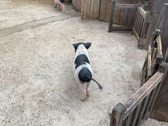 -前小桔亲子创意农场·草莓采摘·露营烧烤