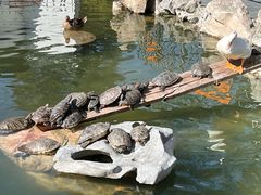 -龙华寺