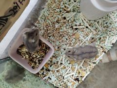 -青石桥花鸟鱼虫市场(叠翠城店)