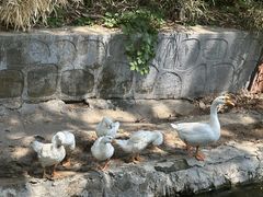 -丽泽山庄·生态怀柔菜·虹鳟鱼(红螺寺店)