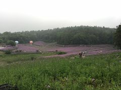 -大塘金香草谷