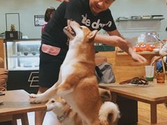 -柴务处·柴犬主题狗咖