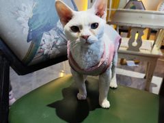-猫小院猫主题餐厅(南锣旗舰店)