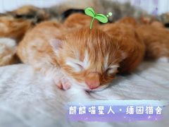 -十年猫舍·猫咪专门店(普陀店)