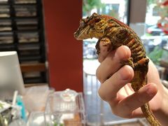 -酷以爬仙阁实体爬宠店·守宫·蜥蜴·专业繁育