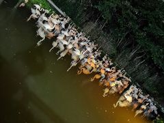 -上海野生动物园