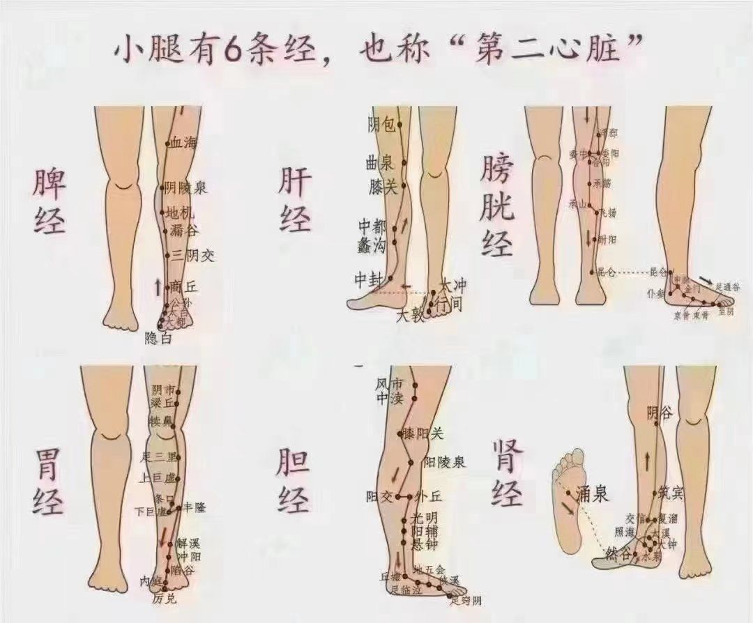 小腿人体第二心脏