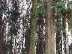 -山王坪喀斯特国家生态公园