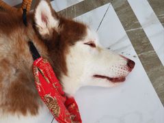 -星多哈·狗咖·拼豆·咖啡