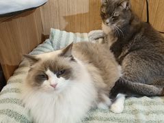 -MOCHA明星猫咖(田子坊店)