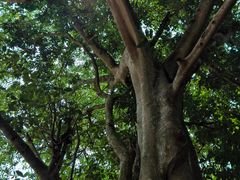 -中国科学院西双版纳热带植物园