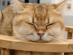 -有喵·猫咖·狗咖·30几只猫10只小狗(岗厦店)