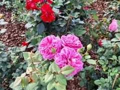 -人民公园(罗湖区)