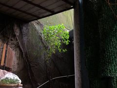 -茶泡饭(李子坝店)