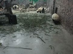 景点-成都大熊猫繁育研究基地