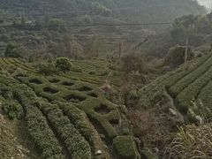 -杨家堂村