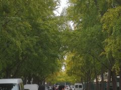 -三里屯东五街银杏大道