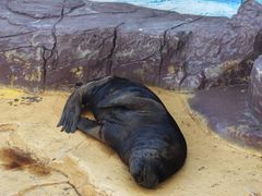 -海合安武汉极地海洋公园