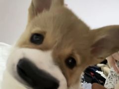 -美联众合宠物医院·爱萌分院·内外科·猫科中心