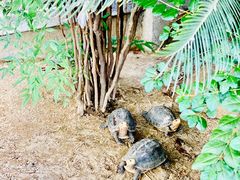 -大可堂普洱茶馆(襄阳南路馆)