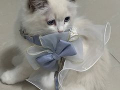 -创凡宠物医院·骨专科  猫科中心(西乡分院)