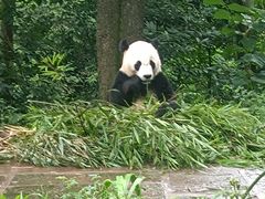 -中国大熊猫保护研究中心雅安碧峰峡基地