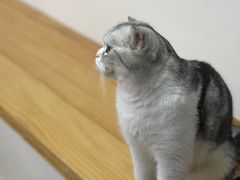 -李小姐の猫咖啡馆(五角场店)