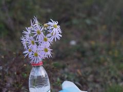 -洋湖沟