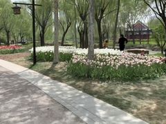 -曹州牡丹园