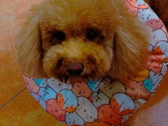 -more than meow吴止猫主题餐厅(承德 中船汇店)