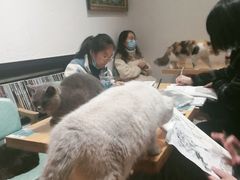-猫色咖啡·猫咖