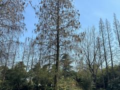 -上海滨江森林公园