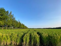 -嘉北郊野公园