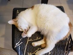 -平行世界·猫咖(首经贸店)