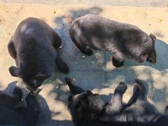 -西霞口神雕山野生动物世界