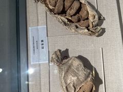 -巴音郭楞蒙古自治州博物馆