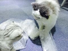 喵的天空-喵的天空名猫咖啡馆·撸猫·猫舍·用品