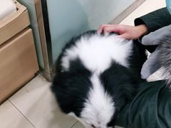-宠福鑫康馨动物医院·骨科·眼科