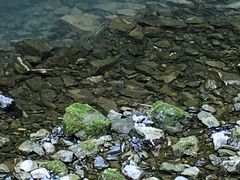 -阿依河景区