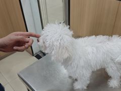 -米苏动物医院·犬猫专科·骨科外科内窥镜